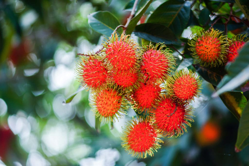 The red rambutan is on the rambutan tree. Appetizing Thai fruit • Jugo.com